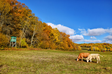 Two cows grazing together on the beautiful autumn meadow near by colored forest. Original wallpaper with sunrise light