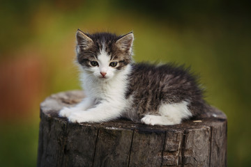 Cute kitten sitting on a stump in the grass outdoor