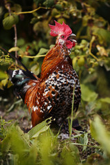Bright chicken standing in grass and crows