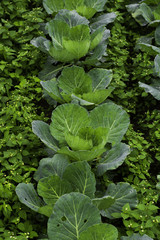 background of cabbage field, Fresh nature, Green nature,