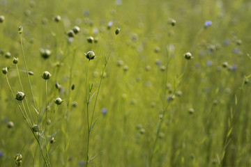 Flower buds in golden light with calm green background