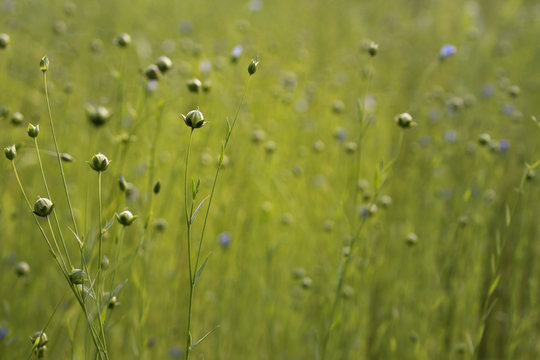 Flower buds in golden light with calm green background