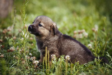Fototapeta premium cute brown puppy outdoor grass
