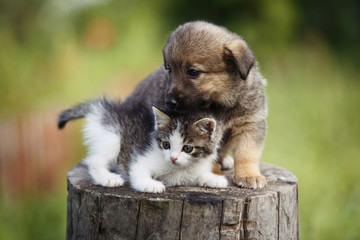 cute puppy and kitten on the grass outdoor;