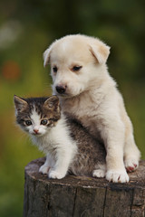 Fototapeta na wymiar cute puppy and kitten on the grass outdoor;