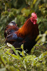 Bright chicken standing in grass