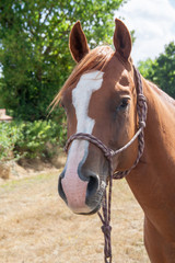 Cheval anglo arabe en portrait