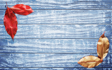 Leaves of red, yellow colors on a blue wooden background