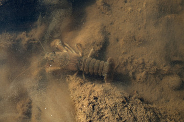 Flusskrebs im See  Örken, Smaland, Schweden © travelguide
