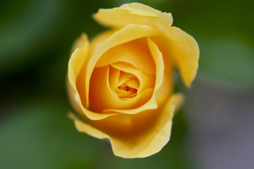 yellow rose