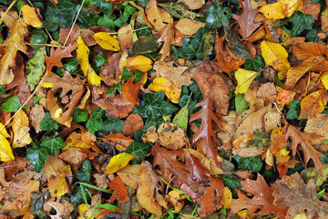 Letto di foglie - autunno