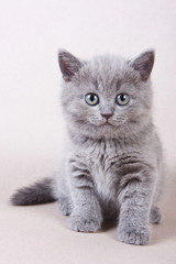 Fototapeta na wymiar Gray kitten British cat