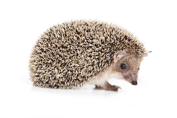 Eared hedgehog (isolated on white)