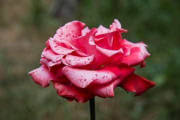 Close-up of pink rose in a garden.