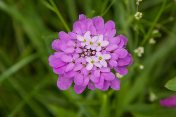 Flower Iberis umbellate