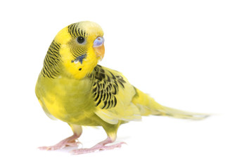 Obraz premium young colorful budgerigar