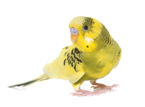 young colorful budgerigar