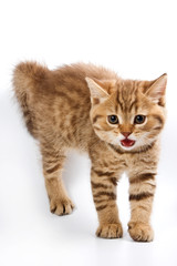 Funny kitten British cat (isolated on white)