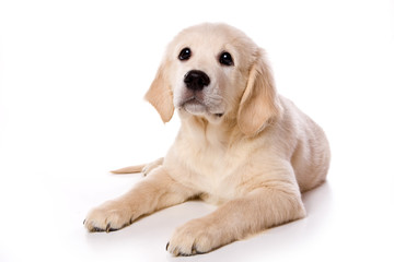 Beige puppy Labrador (isolated on white)