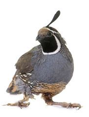 California quail in studio