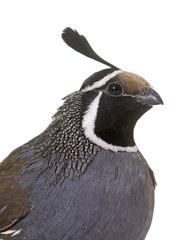 California quail in studio