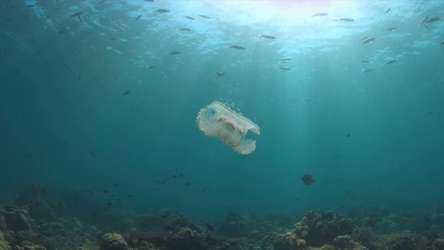 Jellyfish swims in open water near a coral reef. 4k footage