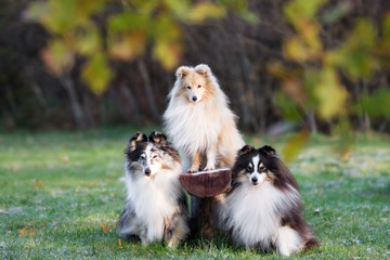 three sheltie dogs posing together outdoors