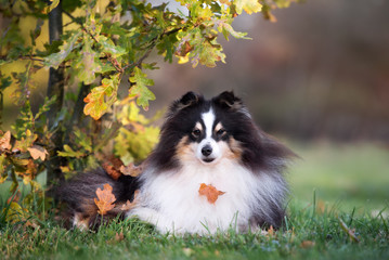 adorable sheltie dog posing outdoors in autumn