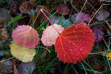 Herbst, Blatt Tautropfen