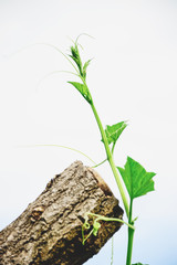 The young shoots of trees