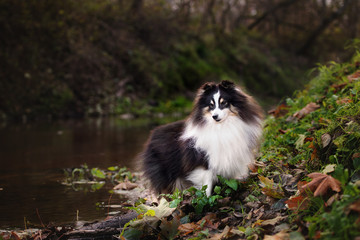 beautiful sheltie dog posing outdoors