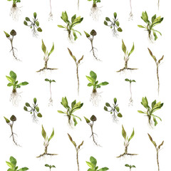 Fototapeta na wymiar Seamless pattern with watercolor drawing herbs