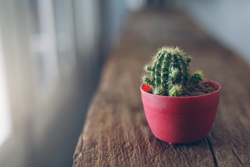 Background cactus  in potted red on wood.