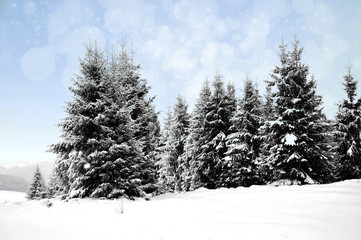 Winter landscape with snowy trees and snowflakes