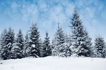 Fototapeta premium Winter landscape with snowy trees and snowflakes
