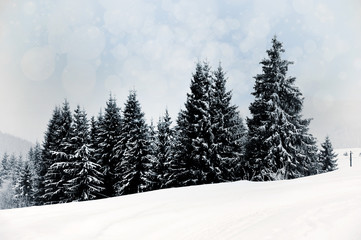Winter landscape with snowy trees and snowflakes