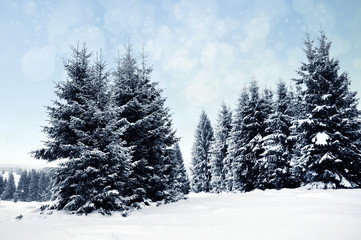 Winter landscape with snowy trees and snowflakes