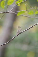 キビタキ雌(Narcissus Flycatcher)