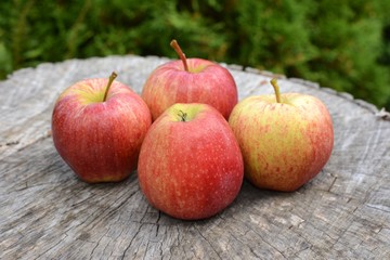 Harvest. Freshly picked apples on old wood.  