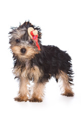 Puppy York with bow (isolated on white)