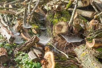 Billet wood heap wound by plenty of cobwebs
