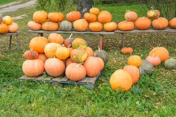 Numerous sunny ripe orange pumpkins laid for sale on green lawn
