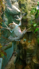 The frog hanging on the glass