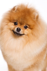 Obraz premium Red spitz dog (isolated on white)
