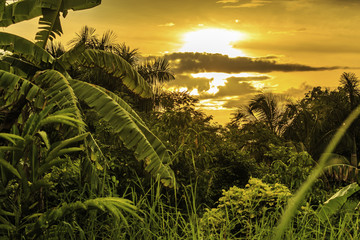 Plantation Bakkie in Surinam