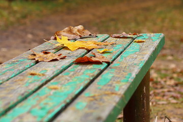 Желтый лист клена лежит на скамейке в осеннем парке.