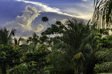 Fototapeta na wymiar Plantation Bakkie in Surinam