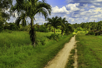 Plantation Alliance in Surinam