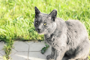 Gray cat looks into eyes