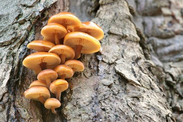 Family of mushrooms on a tree trunk